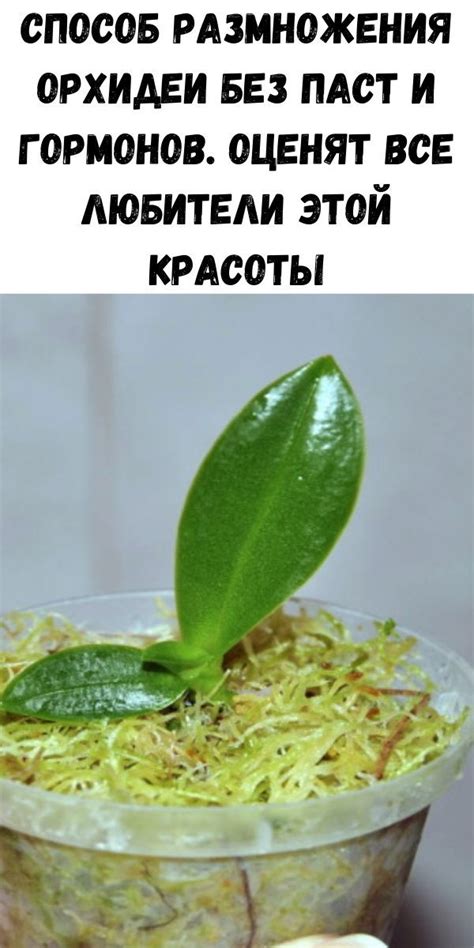 Варвара Пригожина | Орхидеи, Сад с орхидеями, Висячие суккуленты