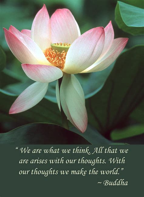 Lotus Flower Quotes Quotesgram