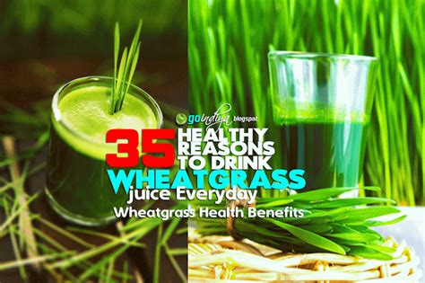 35 Healthy Reasons To Drink Wheatgrass Juice Everyday Health Benefits Of Wheatgrass Part 1