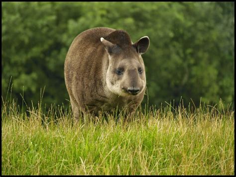 Tapirs Tapiridae Animals Facts And Interesting Pictures All Wildlife