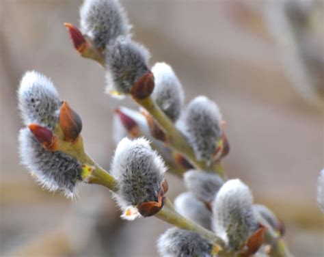 French Pussy Willow Starter Plant 2 3 Feet Tall Now Salix Caprea Branches In Bloom Are
