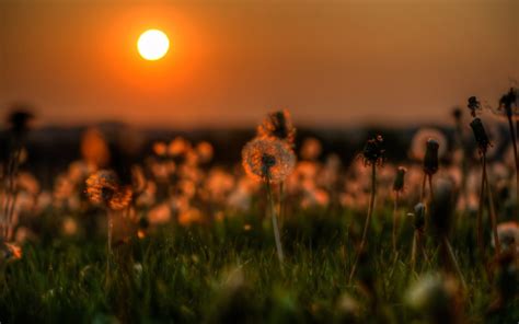 Wallpaper Sunlight Sunset Flowers Nature Field Sunrise Evening