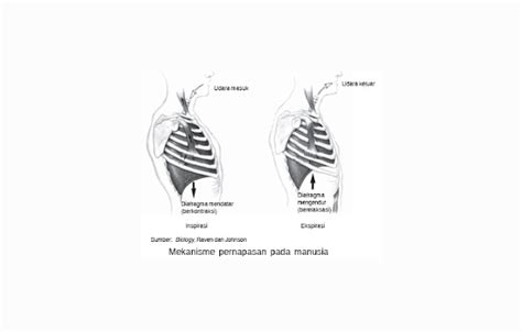 Diafragma Organ Pengertian Struktur Fungsi Bagian Cekrisna