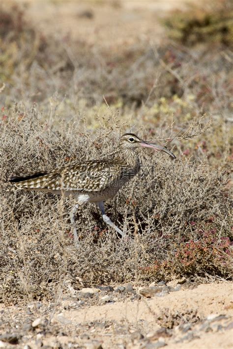 Whimbrel Numenius Phaeopus