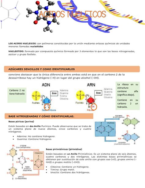 Solution Acidos Nucleicos Studypool