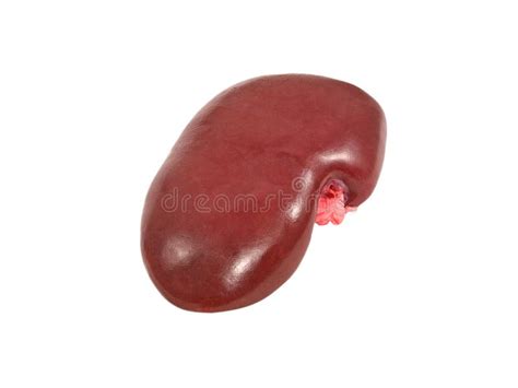 Pig kidney. stock photo. Image of calorie, foodstuff - 21913264