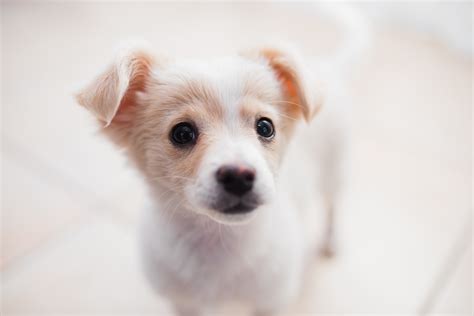 How To Take Care Of Your Puppy In The Winter - The Puppy Toolbox