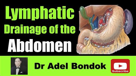 Lymphatic Drainage Of The Abdomen Dr Adel Bondok Youtube