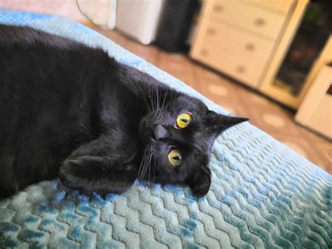 Черная бестия | Пикабу