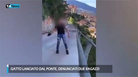 Gatto Lanciato Dal Ponte A Lanusei Denunciati Due Ragazzi Youtube