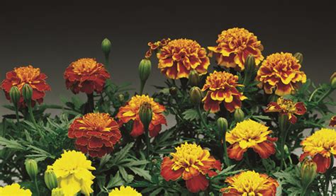 Tagetes Patula Nana Aton Florigrow