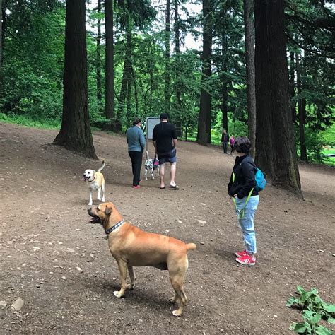dog park   portland stop  mt tabor  leash park rportland