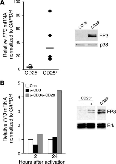 Figure 1 From The Role Of 2 FOXP 3 Isoforms In The Generation Of Human