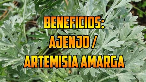 Para Que Sirve El Ajenjo Propiedades Curativas Del Ajenjo Beneficios