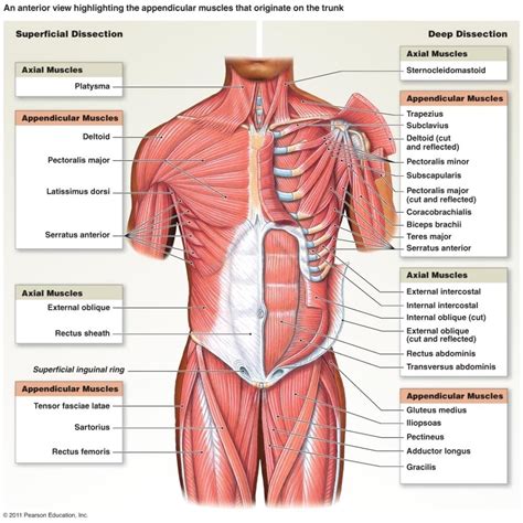 Muscles Of The Abdomen And Ribs Laminated Anatomy Chart Anatomie Porn