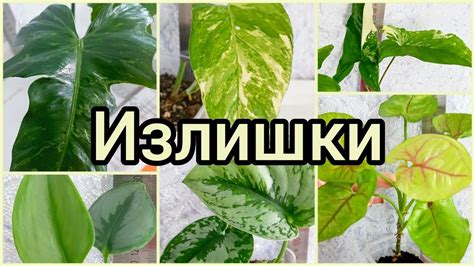 26.07.23 #Растения почтой🌿Сциндапсусы🌿Сансевиерии🌸Сингониумы🌿 ...