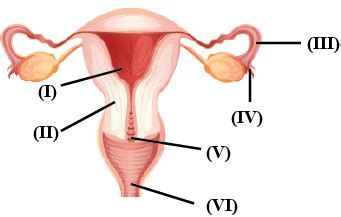 The Figure Given Depicts A Diagrammatic Sectional View Of The Female