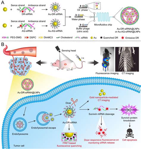 Monitoring The In Vivo Behaviour Of Sirna By Au Dr Sirnalnps Based On