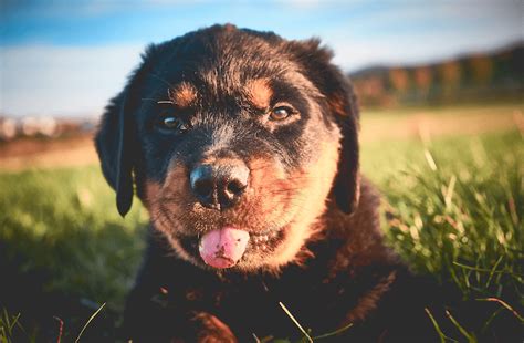 10 Best Rottweiler Breeders In The US - Marvelous Dogs