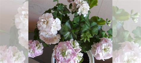 Герани сортовые махровые купить в Самаре | Товары для дома и дачи | Авито