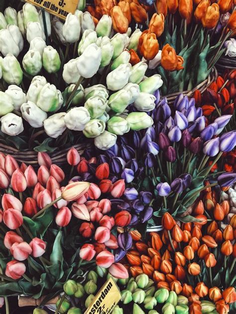 Symbolism of Tulips: Meaning & History Behind Flowers | Sarah Scoop