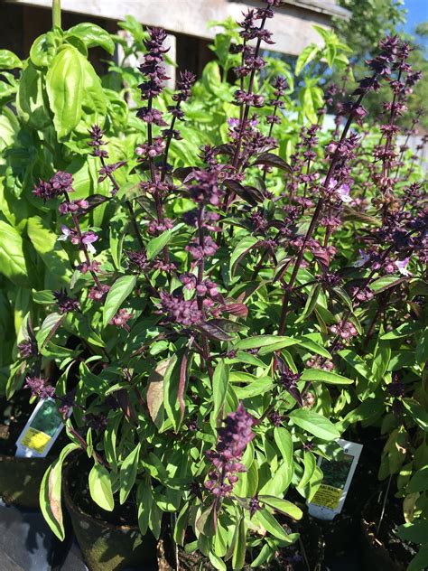Herb Basil Thai Ocimum Basilicum Horlings Plants