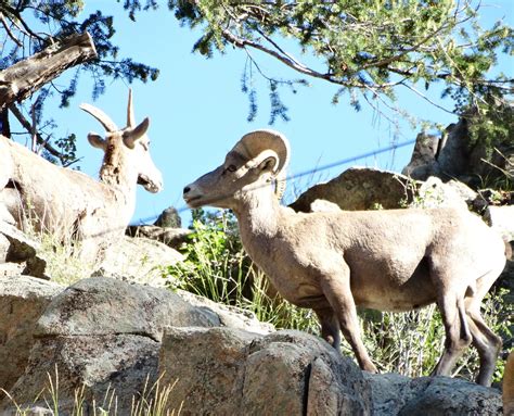 Alex's Rocky Mountain Tours & Storytelling Shows (2026) - All You MUST