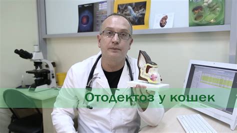 Отодектоз у кошек - YouTube