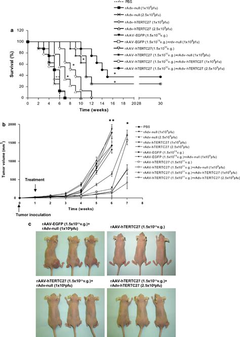 Effect Of Raav Htertc And Raav Htertc Radv Cocktail Treatment On