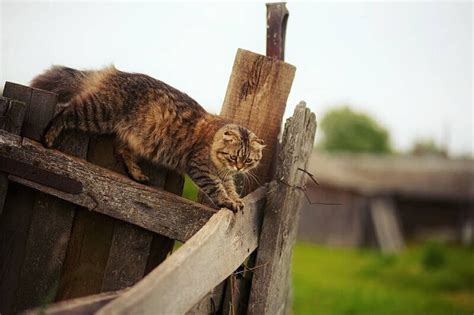 Котики на заборе. Обсуждение на LiveInternet - Российский Сервис Онлайн ...