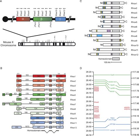 Rhox A New Homeobox Gene Cluster Cell