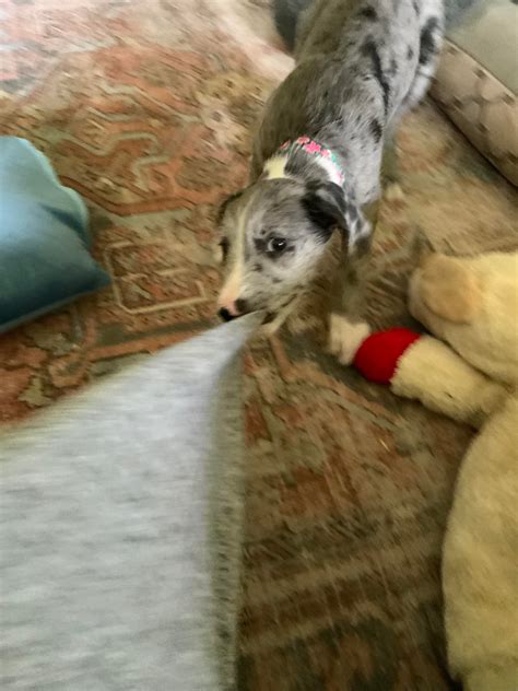 This guide explains how to train a pitbull shar pei mix well 39