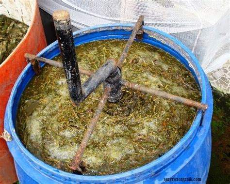 PANDUAN MEMBUAT PUPUK ORGANIK CAIR POC DARI BUAH BUAHAN Tips Petani