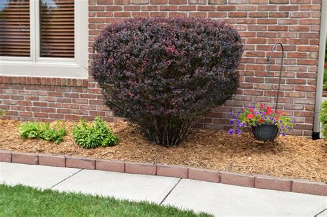How To Mulch Around Trees Shurbs For Effective Plant Growth