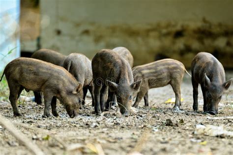 Wild boar piglets stock image. Image of nature, head - 102336991