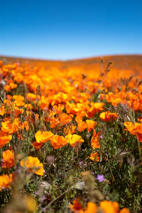 Location Antelope Valley Super Bloom California Photo Basecamp