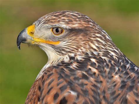 Types Of Hawks In Minnesota Complete Guide Birdfact