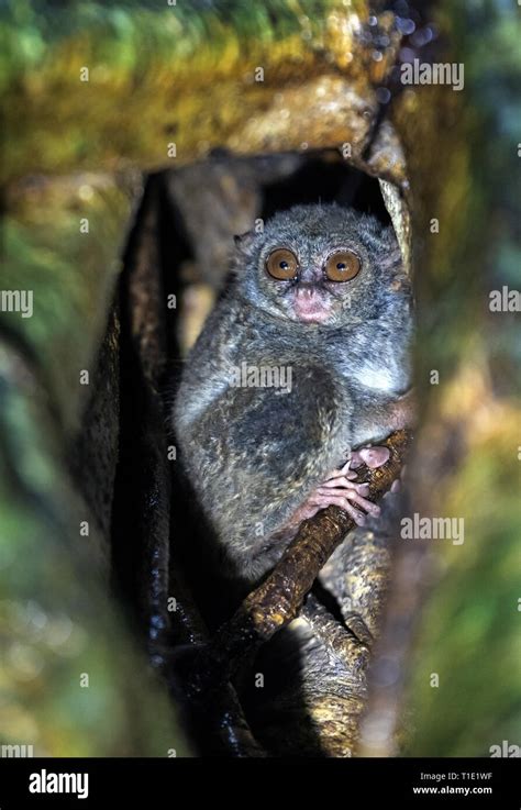 The spectral tarsier on the tree. Scientific name: Tarsius spectrum ...