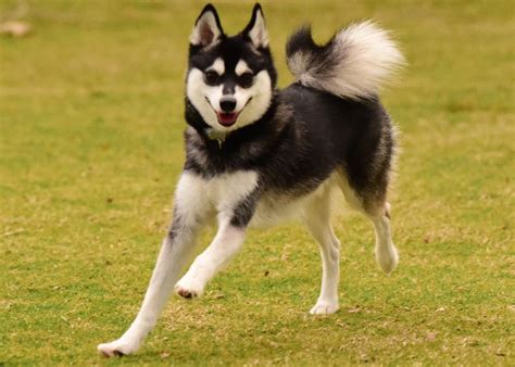 Alaskan Klee Kai Dog Breed Characteristics And Care