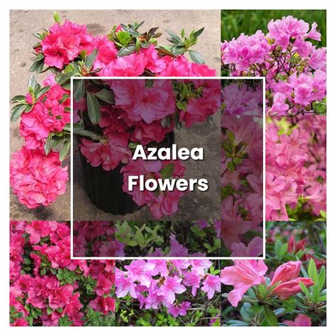 How to Grow Azalea Flowers - Plant Care & Tips | NorwichGardener