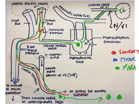 Facial Nerve Anatomy Netter