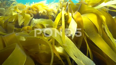 Laminaria Algae