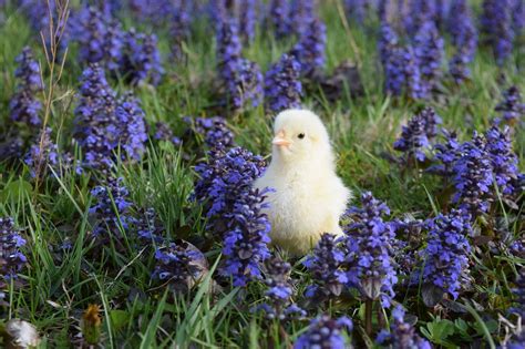 ¿qué Es Gallina Leghorn Blanca Granjaonline