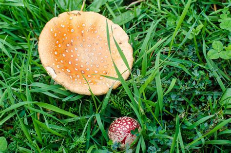 Muitos Cogumelos Venenosos Vermelhos Na Terra Na Grama Foto De Stock