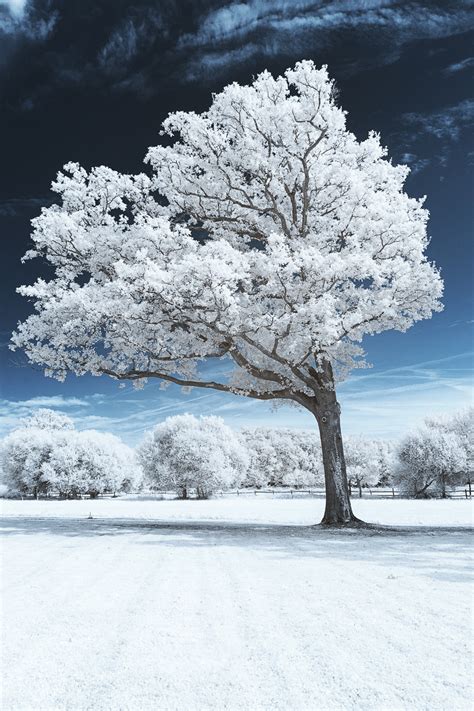 Wild Ones Plf Photographie Falling Tree Follow Me On