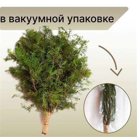 можжевеловый банный веник - Веник для бани, купить в интернет-магазине ...