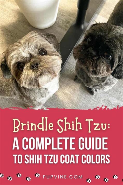 shih tzu colors  guide    coat variations shih tzu