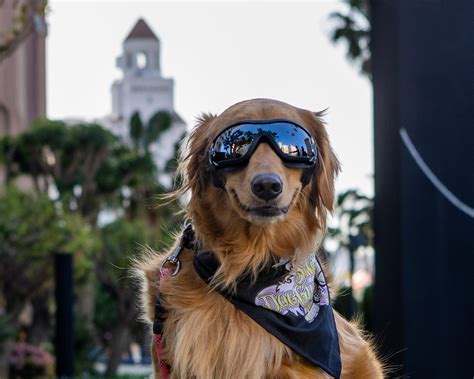 Paws-itively Heartwarming: Inside the Lives of Downtown’s Pet-Loving