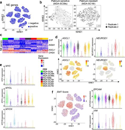 Ith Among Sclc Molecular Subtypes A T Sne Visualization Of Ne Gene