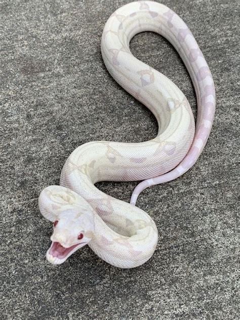 Albino Boa Constrictors for sale | Snakes at Sunset